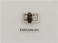 藏品(鏽鍬形蟲)的圖片